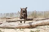 CANE CORSO 221